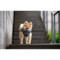 Жилетка для животных Puppia Vest A PAPD-JM1670-GY-XL (серый) - Превью изображения №3 — Интернет-магазин Time-Shop