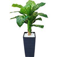 Forgarden Диффенбахия пестролистная BN11133