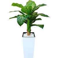 Forgarden Диффенбахия пестролистная BN11132