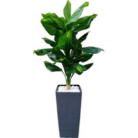 Forgarden Диффенбахия BN11131