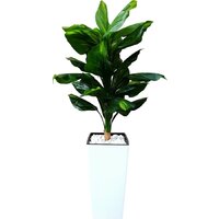 Forgarden Диффенбахия BN11130