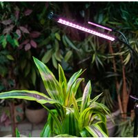 Лампа для растений Uniel ULT-P32-36W/SPLE/TM/40 IP40 BLACK QUAD UL-00008905 - Превью изображения №7 — Интернет-магазин Time-Shop