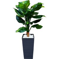 Forgarden Диффенбахия BN11129