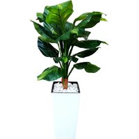 Forgarden Диффенбахия BN11128