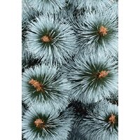 Сосна Erbis Темная с белыми кончиками 1.5 м - Превью изображения №2 — Интернет-магазин Time-Shop