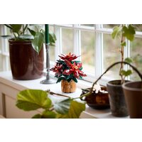 Конструктор LEGO Icons 10370 Пуансеттия - Превью изображения №6 — Интернет-магазин Time-Shop