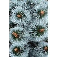 Сосна Erbis Темная с белыми кончиками 1.8 м - Превью изображения №2 — Интернет-магазин Time-Shop