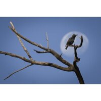 Беззеркальный фотоаппарат Nikon Z9 Body - Превью изображения №22 — Интернет-магазин Time-Shop