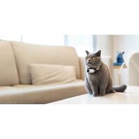 Экшен-камера Insta360 GO3 64GB (арктический белый) - Превью изображения №7 — Интернет-магазин Time-Shop