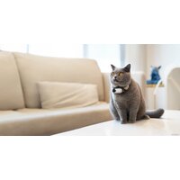 Экшен-камера Insta360 GO3 64GB (темно-черный) - Превью изображения №7 — Интернет-магазин Time-Shop