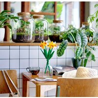 Конструктор LEGO Creator Expert 40646 Нарциссы - Превью изображения №4 — Интернет-магазин Time-Shop