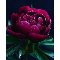 Феникс+ Пион 71446
