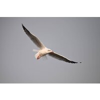 Беззеркальный фотоаппарат Nikon Z6 III Body - Превью изображения №23 — Интернет-магазин Time-Shop