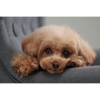 Беззеркальный фотоаппарат Canon EOS R10 RF-S 18-45mm F4.5-6.3 IS STM - Превью изображения №17 — Интернет-магазин Time-Shop