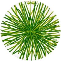 Taitu Life In Green 12-13-6