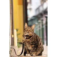 Объектив Panasonic Lumix S 28-200mm F/4-7.1 Macro O.I.S. - Превью изображения №19 — Интернет-магазин Time-Shop