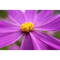 Объектив Panasonic Lumix S 28-200mm F/4-7.1 Macro O.I.S. - Превью изображения №10 — Интернет-магазин Time-Shop