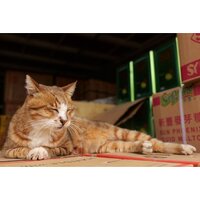 Объектив Panasonic Lumix S 28-200mm F/4-7.1 Macro O.I.S. - Превью изображения №18 — Интернет-магазин Time-Shop