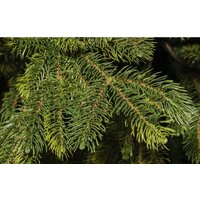 Ель National Tree Company Таежная ТЖ-150 150 см - Превью изображения №2 — Интернет-магазин Time-Shop