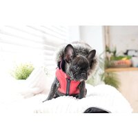 Жилетка для животных Puppia Orson PARD-VT1569-RD-L (красный) - Превью изображения №3 — Интернет-магазин Time-Shop