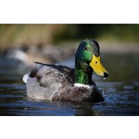 Беззеркальный фотоаппарат Nikon Z50 II Double Kit 16-50mm VR + 50-250mm VR - Превью изображения №36 — Интернет-магазин Time-Shop