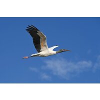 Беззеркальный фотоаппарат Nikon Z6 III Kit 24-120mm f/4 S - Превью изображения №29 — Интернет-магазин Time-Shop