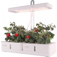 Комнатные растения, флорариумы