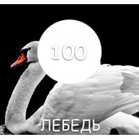 Краска Maxima резиновая 11 кг (№100 Лебедь) - Превью изображения №2 — Интернет-магазин Time-Shop