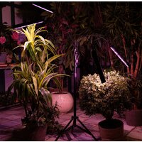 Лампа для растений Uniel ULT-P32-60W/SPLE/TM/40 IP40 BLACK QUAD UL-00008906 - Превью изображения №8 — Интернет-магазин Time-Shop