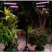 Лампа для растений Uniel ULT-P32-60W/SPLE/TM/40 IP40 BLACK QUAD UL-00008906 - Превью изображения №6 — Интернет-магазин Time-Shop