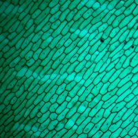 Детский микроскоп Микмед WiFi 2000Х 5.0 28972 - Превью изображения №11 — Интернет-магазин Time-Shop