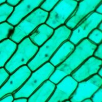 Детский микроскоп Микмед WiFi 2000Х 5.0 28972 - Превью изображения №12 — Интернет-магазин Time-Shop